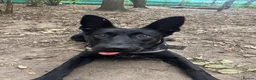 Mixed Breed dogs for adoption: ❤️🐶 MULAN – BEAUTIFUL, BRILLIANT & READY  - Advert 12
