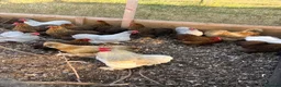 Chickens poultry for sale: Laying silkies and pekins - Advert 3