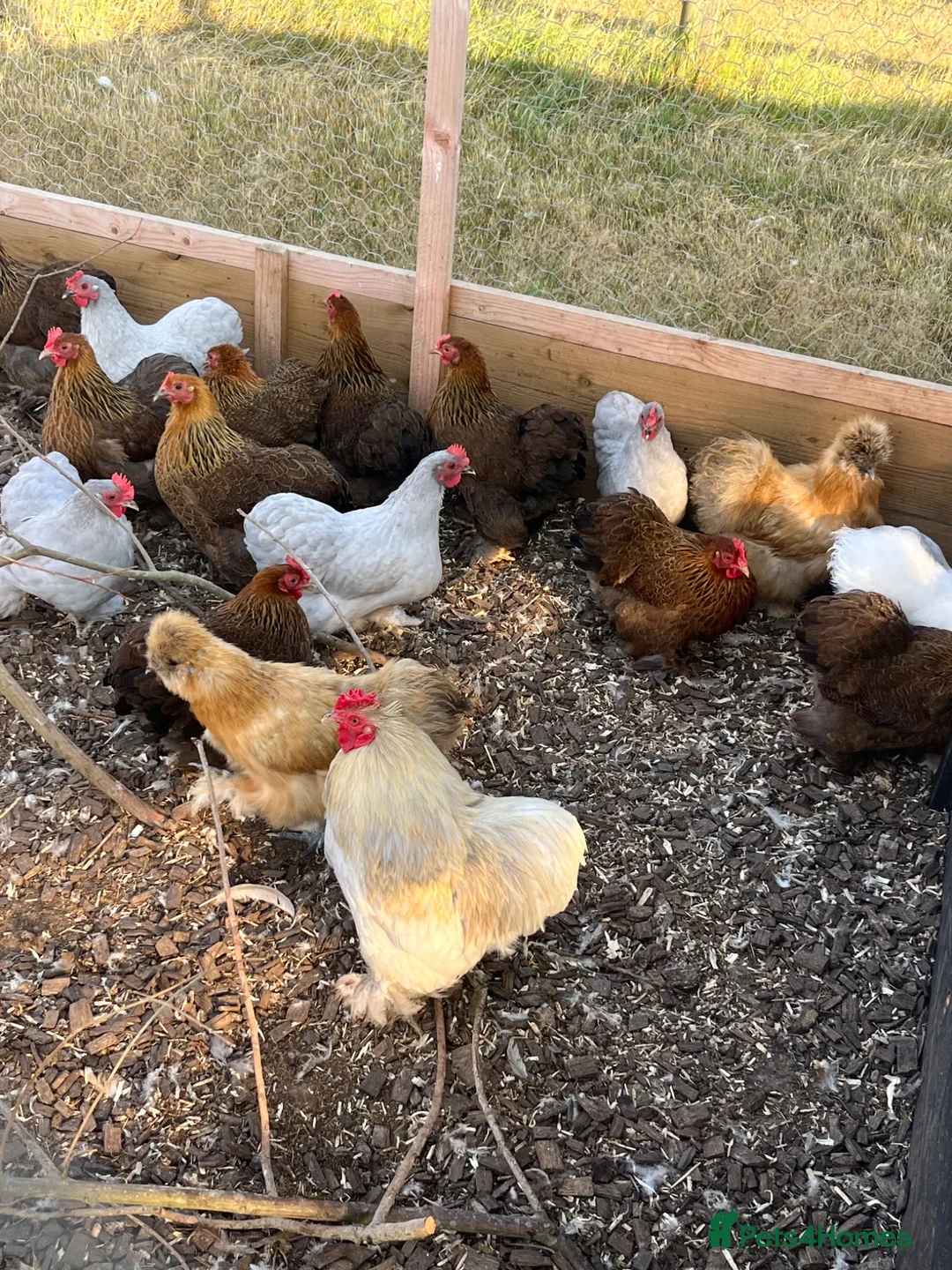 Chickens poultry for sale: Laying silkies and pekins - Advert 3