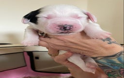 Sprocker dogs for sale: Norwich  - Image 17