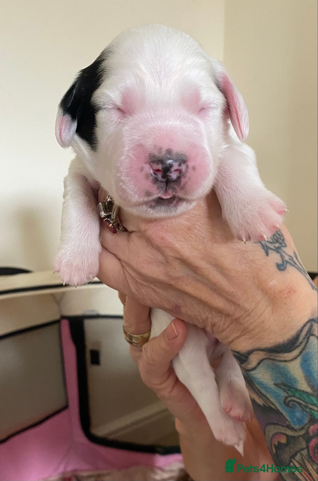 Sprocker dogs for sale: Norwich  - Image 17