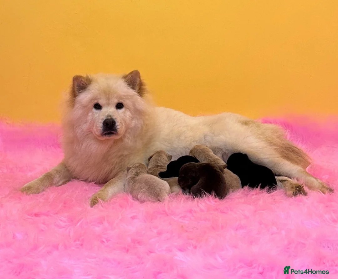 Mixed Breed dogs for sale: (Bear) lilac platinum male chowsky puppy  - Advert 8