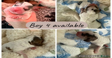 Cockapoo dogs 9- Ready Dec 20th. Fully dna & health tested clear - Advert 9