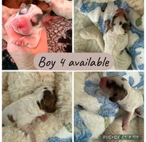 Cockapoo dogs 9- Ready Dec 20th. Fully dna & health tested clear - Advert 5