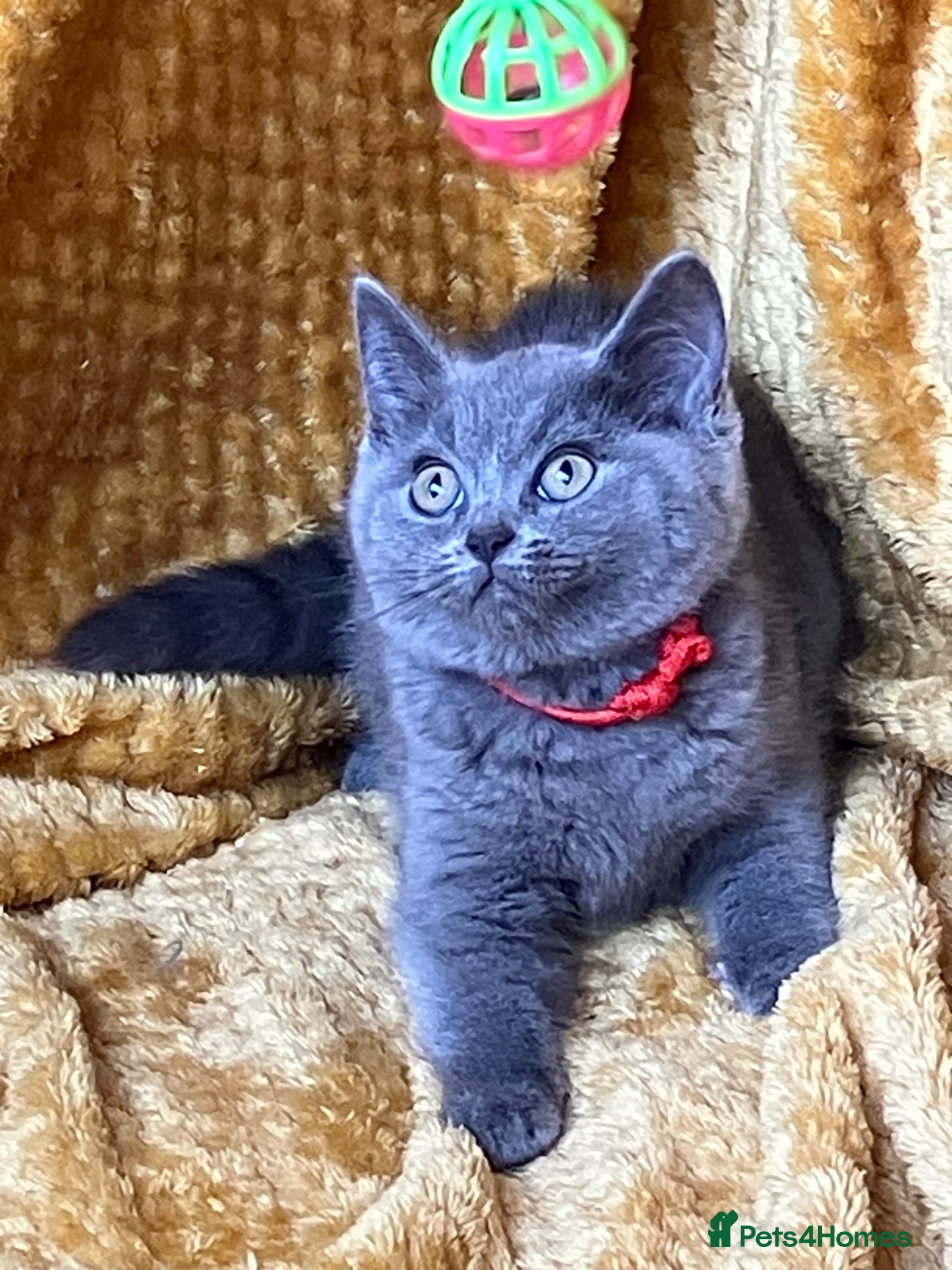 Mixed Breed cats 🏆GCCF Elizabeth (Ragdoll) x Toras (BSH) kittens🐾 - Advert 3