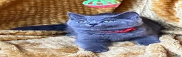 Mixed Breed cats for sale: 🏆GCCF Elizabeth (Ragdoll) x Toras (BSH) kittens🐾 - Advert 7