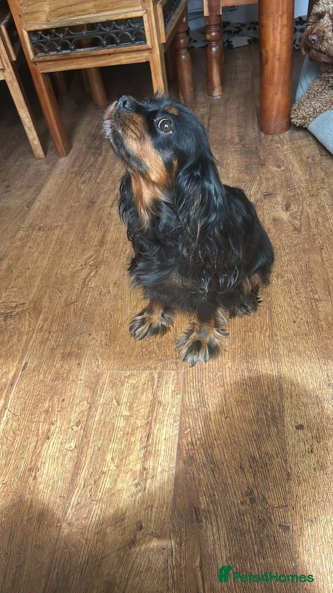 Cavapoo dogs for sale: Adorable girl Toy Cavpoo puppies 🐾 - Advert 6