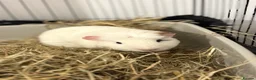 Guinea Pig rodents for sale: x2 Bonded Male Guinea Pigs - Advert 2
