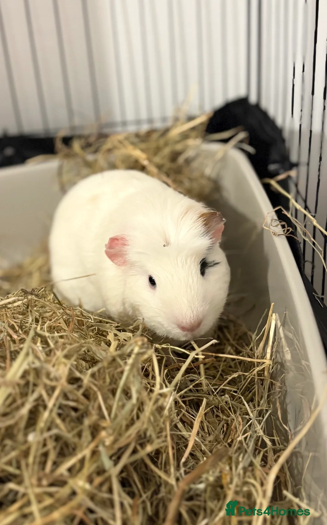 Guinea Pig rodents for sale: x2 Bonded Male Guinea Pigs - Advert 2