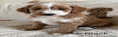 Mr.Black
