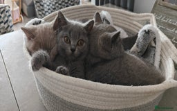 British Shorthair cats for sale: British shorthair blue / lilac kittens  - Image 6