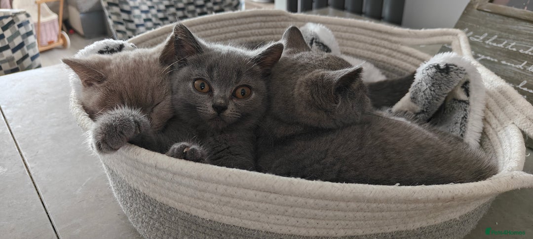 British Shorthair cats for sale: British shorthair blue / lilac kittens  - Image 6