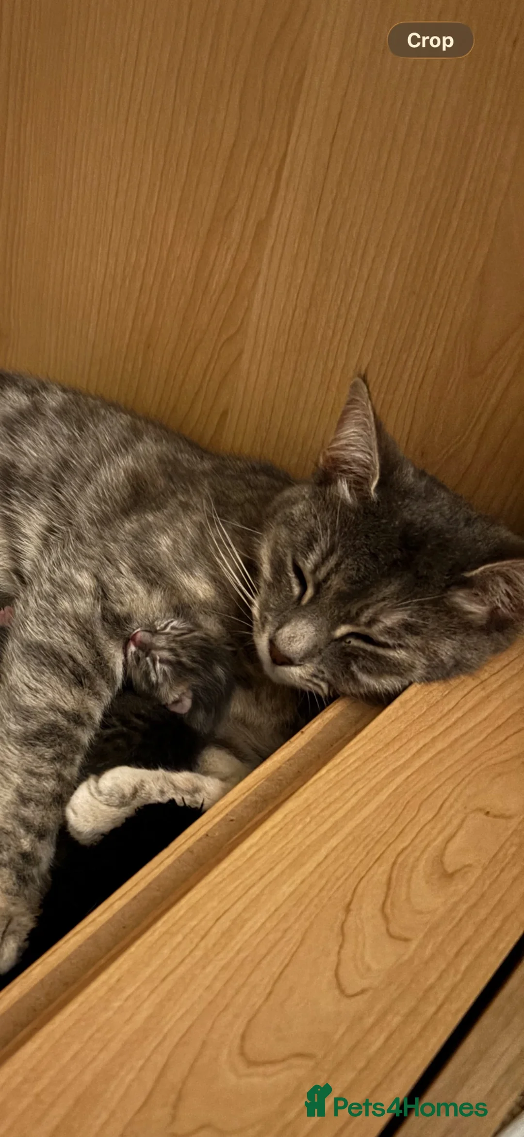 Mixed Breed cats for sale: Grey tabby girl in St Albans - Advert 9