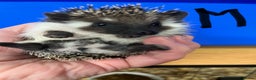 Pygmy Hedgehog rodents for sale: Split faced/reverse pinto baby hoglets ready now! - Advert 8