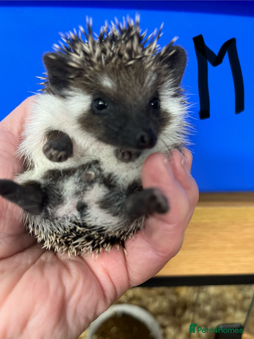 Pygmy Hedgehog rodents for sale: Split faced/reverse pinto baby hoglets ready now! - Advert 8