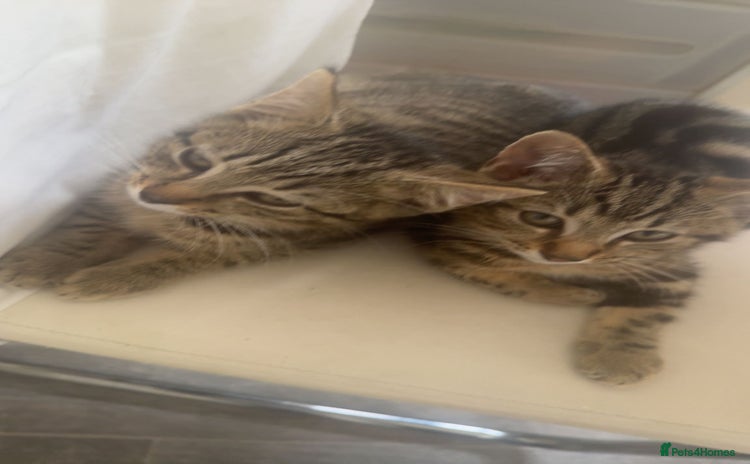 Domestic Shorthair cats - Advert 1