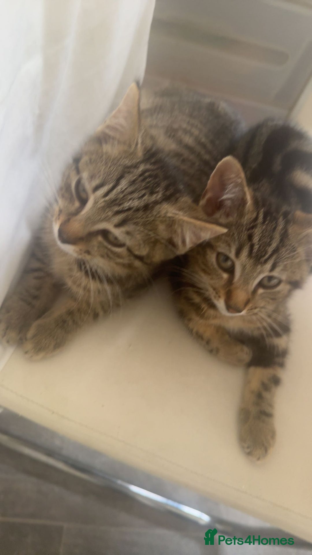 Domestic Shorthair cats for sale: Female Kittens for Sale - Image 1
