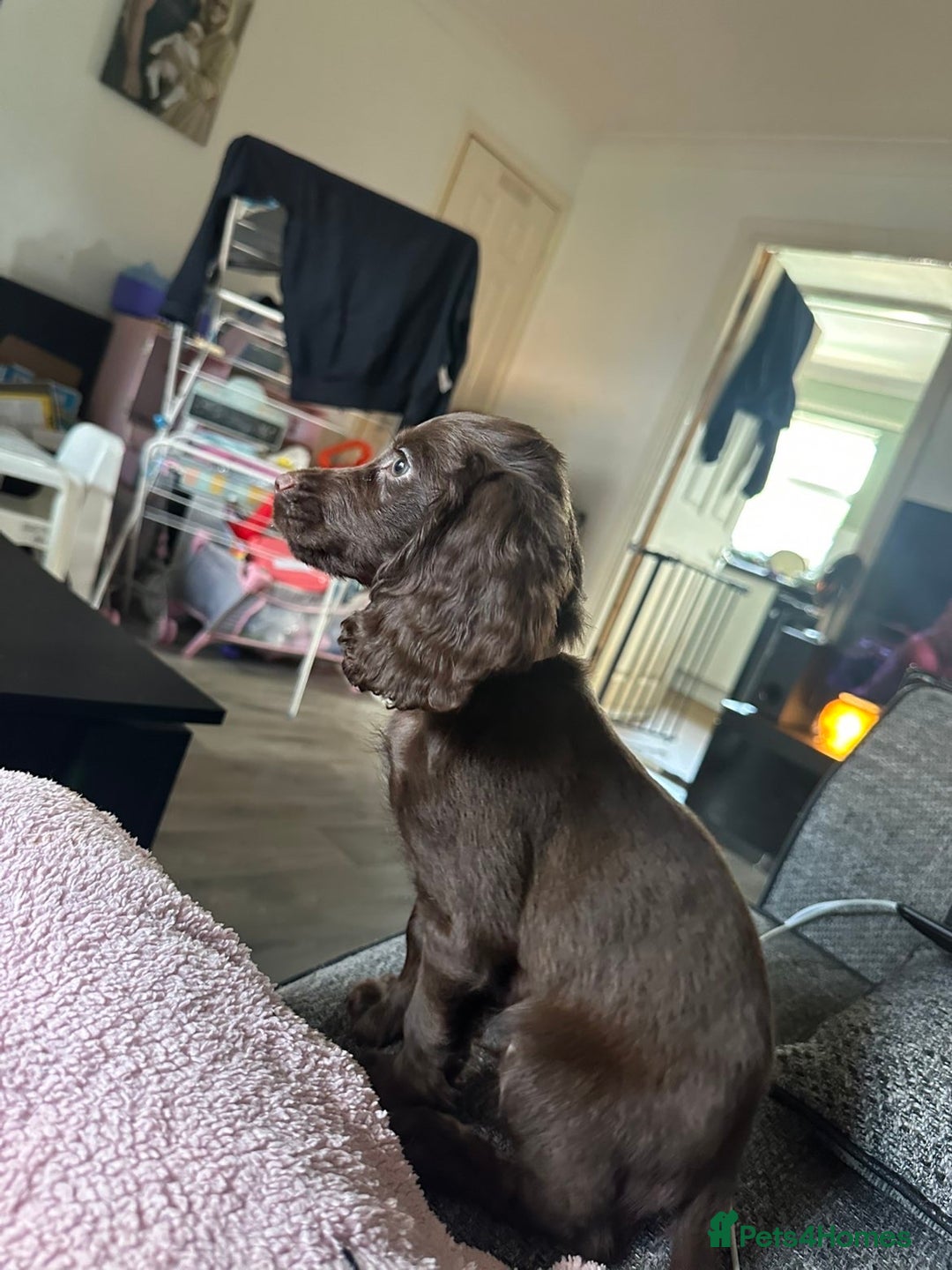 Cocker Spaniel dogs for sale: Pure breed cocker spaniels  - Image 3