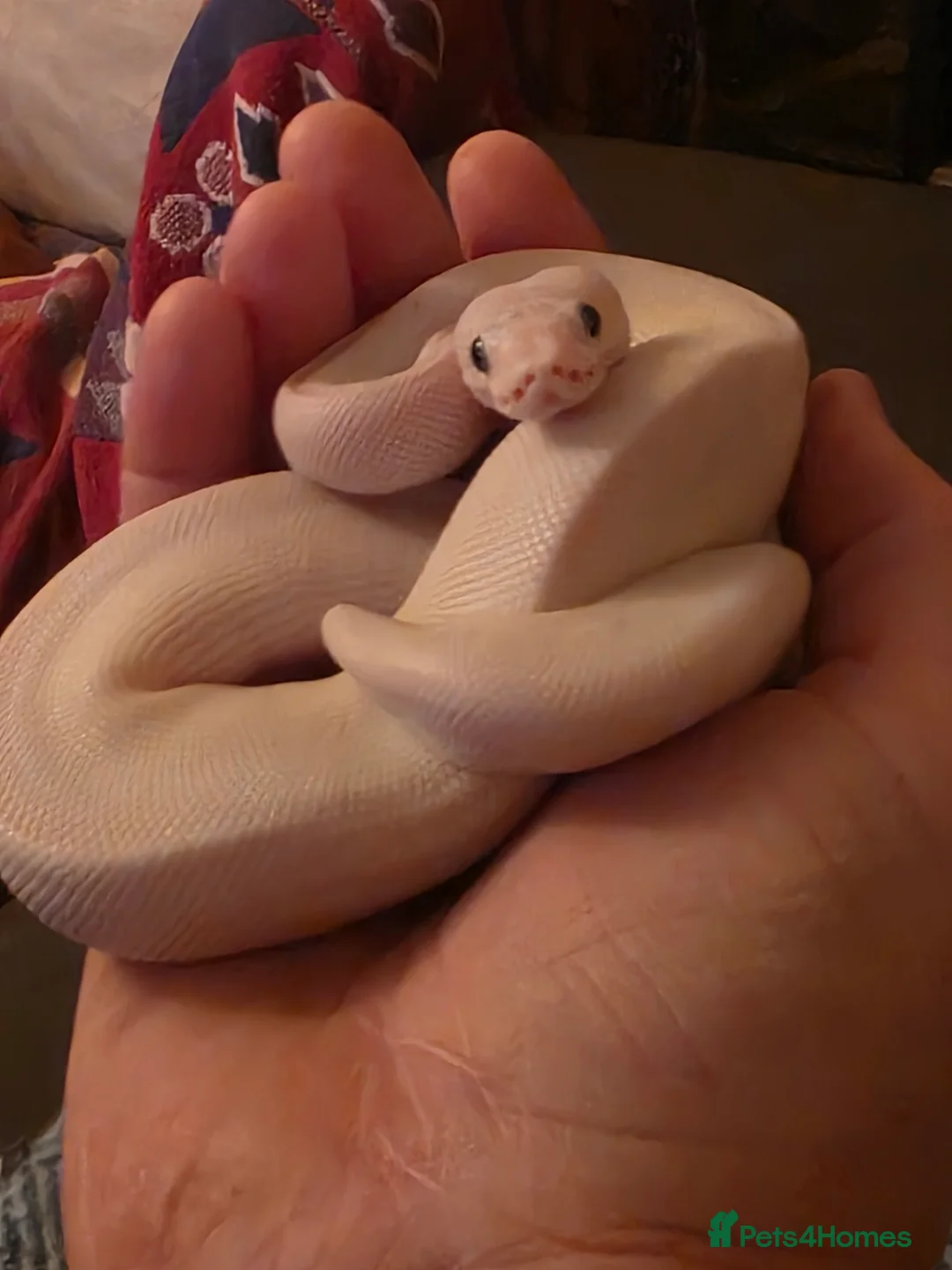 Python Snake reptiles for sale: Blue eyed Leucistic Juvenile  - Advert 5