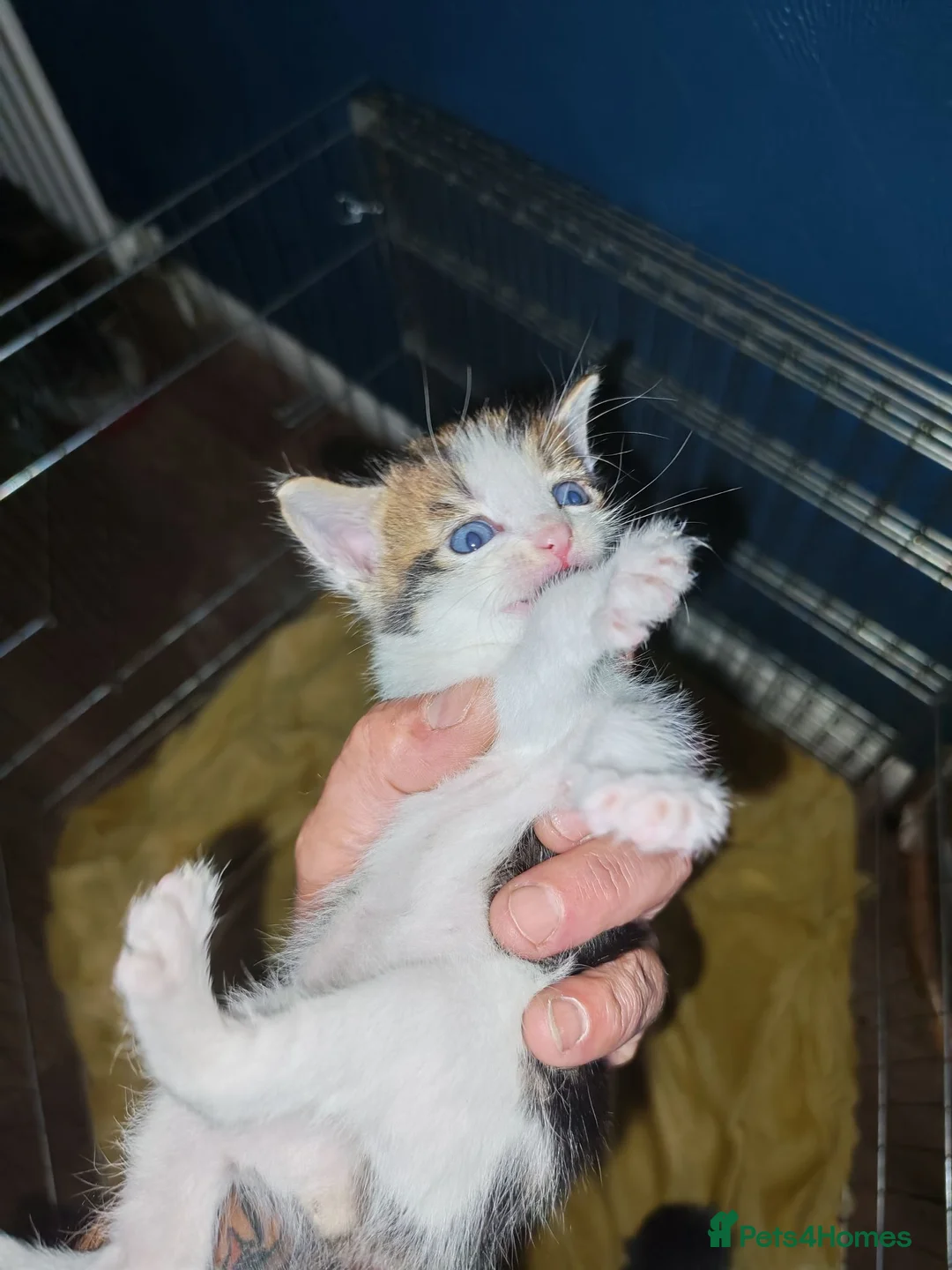 Mixed Breed cats for sale: Mixed kittens long hair and short hair  in Leicester - Advert 2