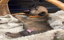 Border Terrier dogs for sale: Gorgeous Border Terrier Puppies looking for homes - Image 21