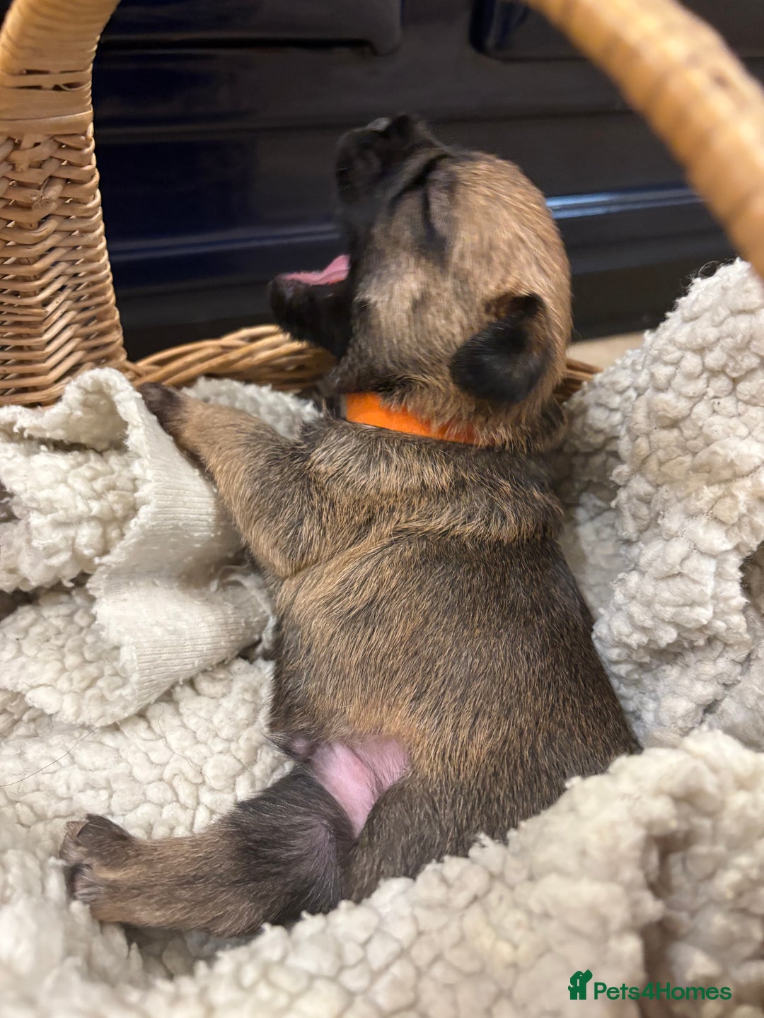 Border Terrier dogs for sale: Gorgeous Border Terrier Puppies looking for homes - Image 21