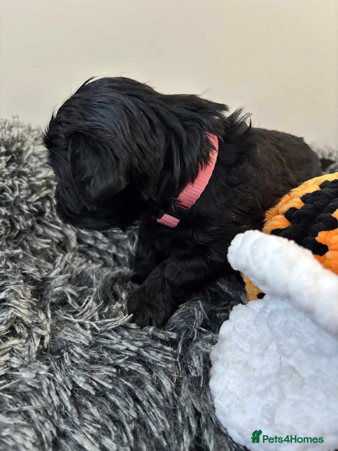 Mixed Breed dogs for sale: Beautiful Sproodle x Lhasa Apso Puppies - Advert 13
