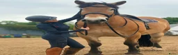 North Swedish Horse horses for sale: Stop Look and Appreciate - This Horse is Unreal  - Advert 2