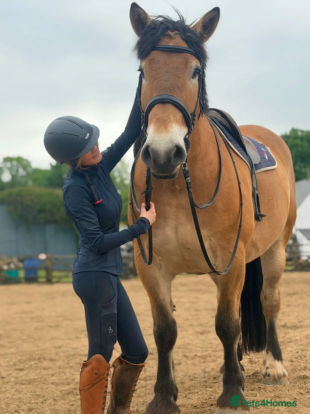 North Swedish Horse horses for sale: Stop Look and Appreciate - This Horse is Unreal  - Advert 2