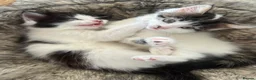 British Longhair cats for sale: Two beautiful longhaired kittens  in Hayling Island - Advert 3