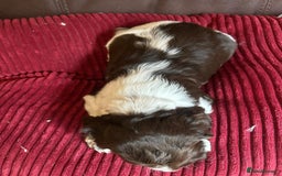 English Springer Spaniel dogs for sale: Stunning English springer spaniels for Sale - Image 7