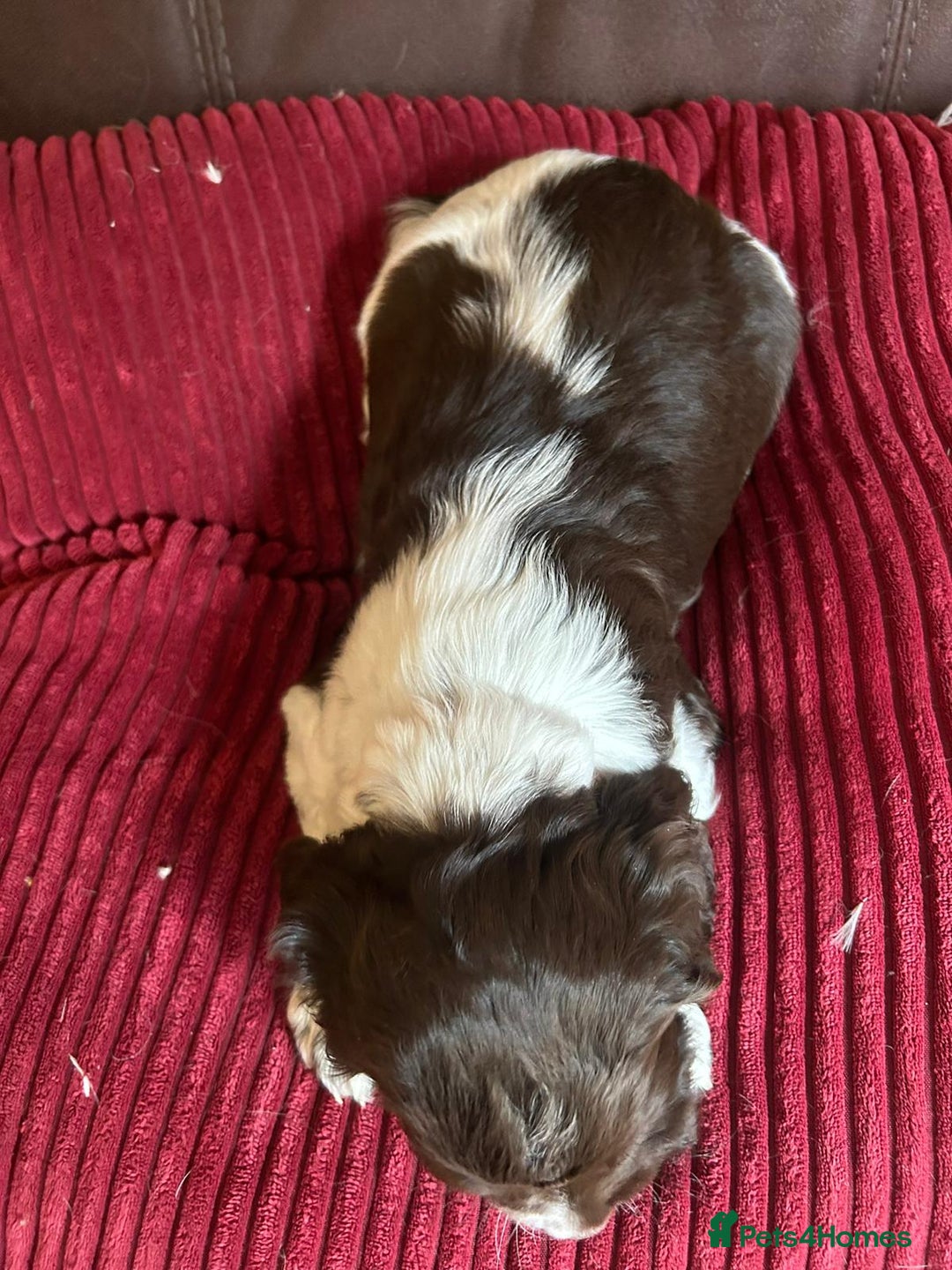 English Springer Spaniel dogs for sale: Stunning English springer spaniels for Sale - Image 7