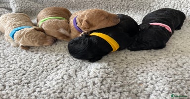 Cockapoo dogs - Advert 2