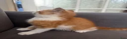 Mixed Breed cats for sale: Ginger Male Kitten - Advert 4