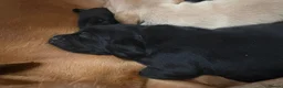 Labrador Retriever dogs for sale: Quality Kc Fully Health Tested Labrador Puppies  - Advert 16
