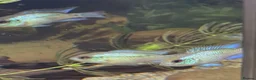 Cichlids fish for sale: Electric blue acara (homebred) in Sutton-in-Ashfield - Advert 3