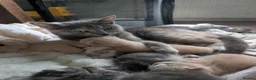 Mixed Breed cats for sale: Beautiful mixed breed female kittens in Livingston - Advert 12