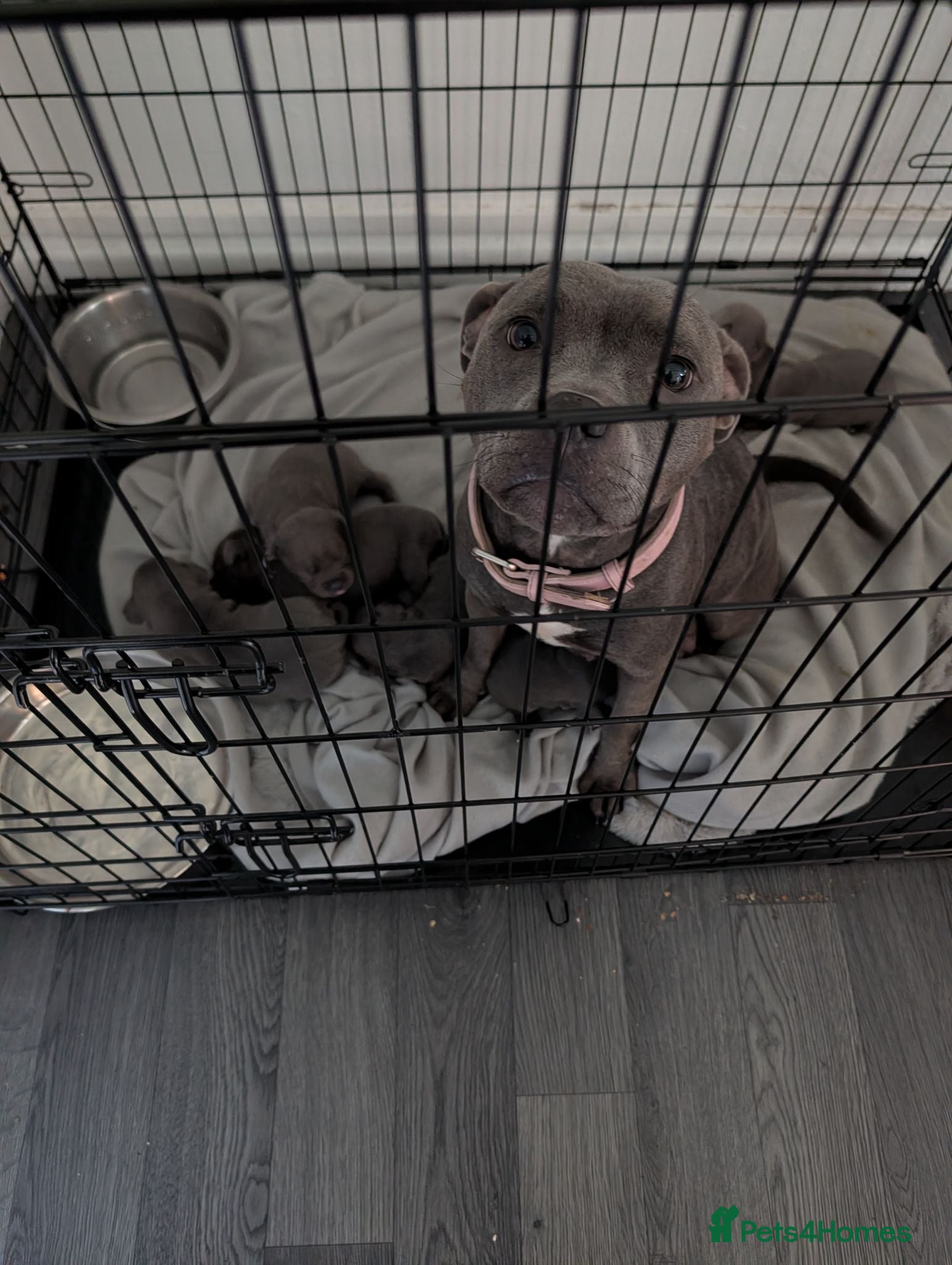 Staffordshire Bull Terrier dogs Blue Staffordshire bull terrier puppies  - Advert 7
