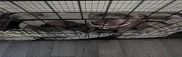 Staffordshire Bull Terrier dogs for sale: Blue Staffordshire bull terrier puppies  - Advert 1