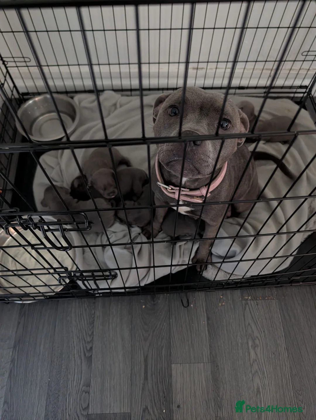 Staffordshire Bull Terrier dogs for sale: Blue Staffordshire bull terrier puppies  - Advert 1