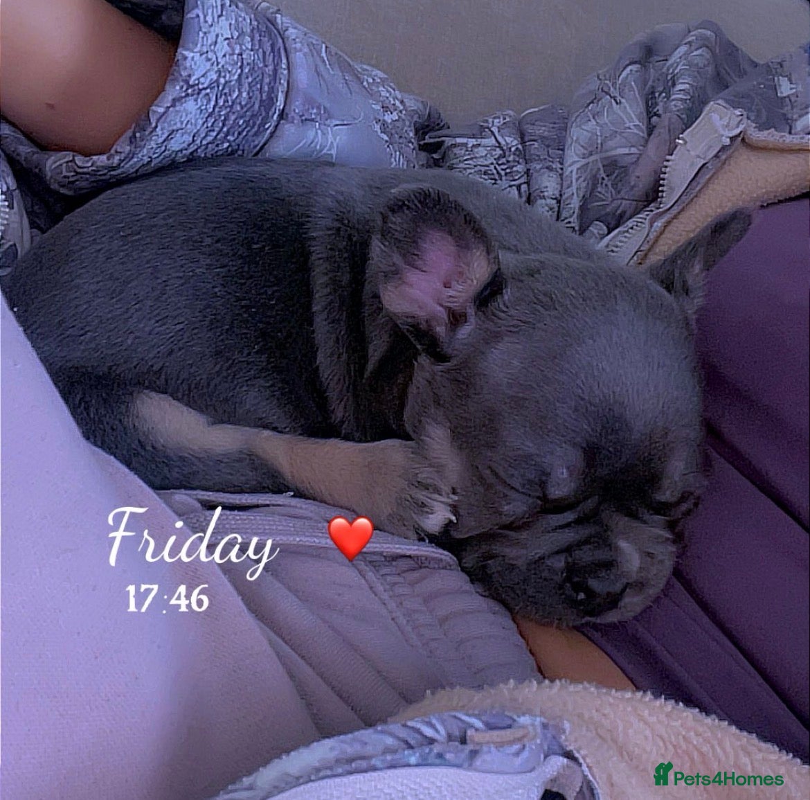 French Bulldog dogs for sale: Quality French bulldog puppies pet price in Dronfield - Advert 7