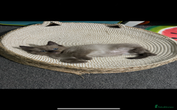 Ragdoll cats for sale: Beautiful Tica registered Ragdoll’s  - Image 16