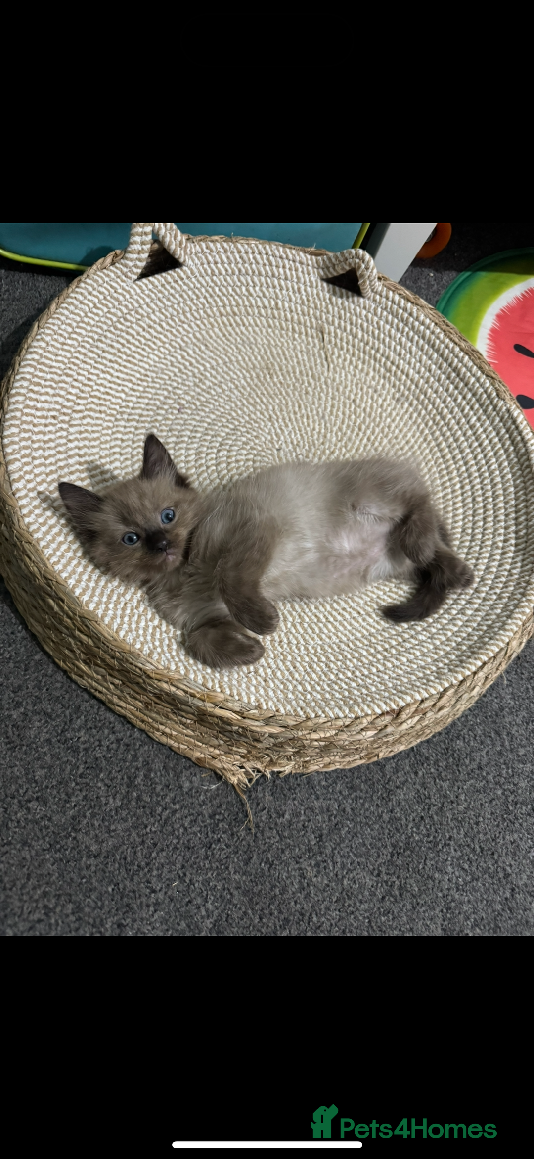 Ragdoll cats for sale: Beautiful Tica registered Ragdoll’s  - Image 16