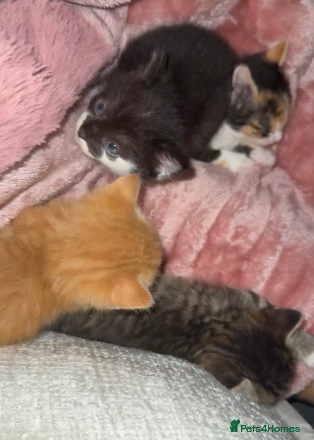 Mixed Breed cats for sale: 6 adorable kittens - Advert 5