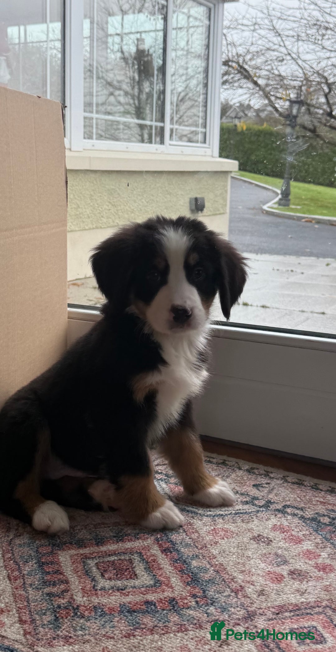 Bernese Mountain Dog dogs for sale: Bernese Mountain Dog Pups  - Advert 11