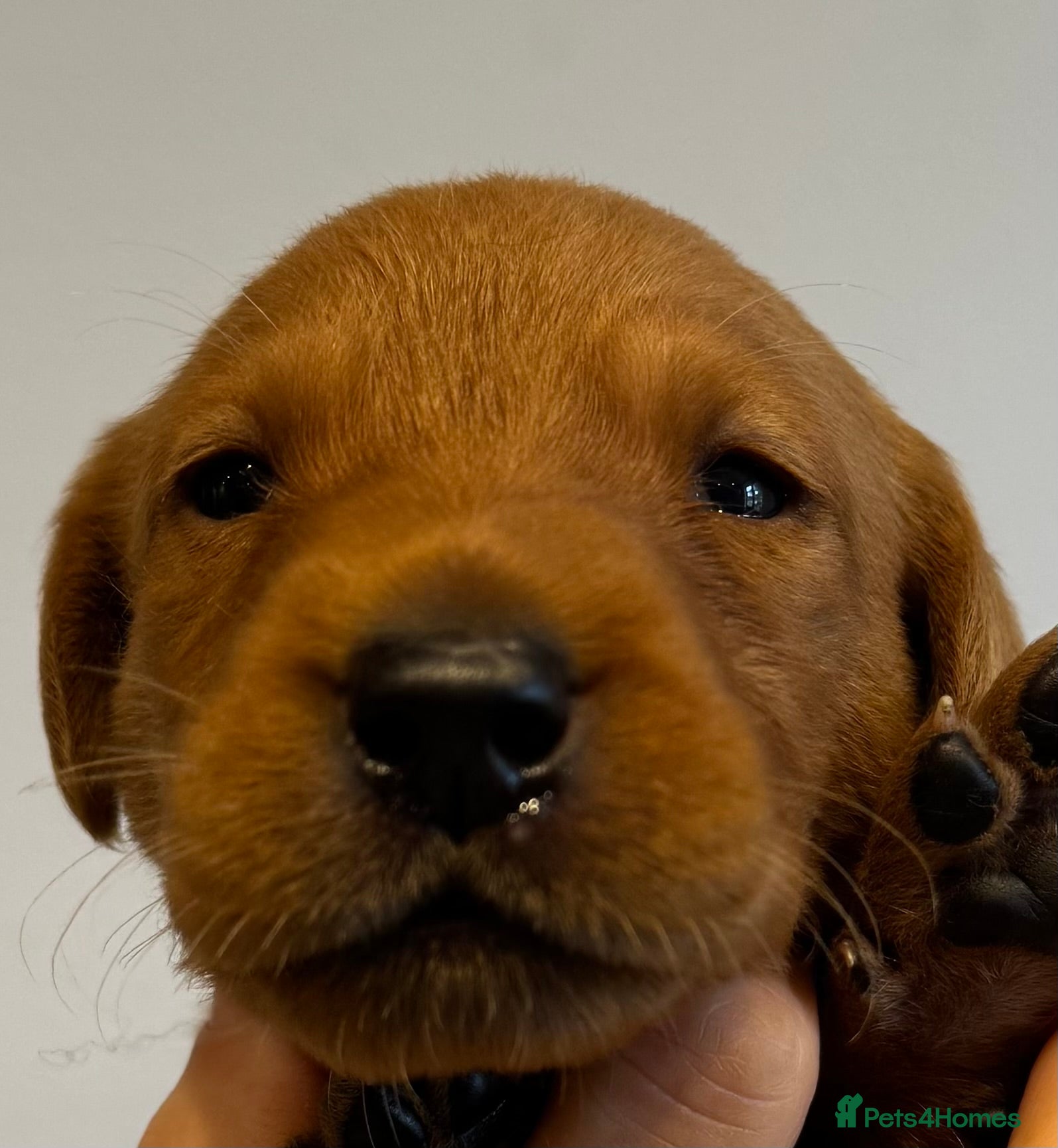 Labrador Retriever dogs FOX RED LAB PUPS PARENTS EXTENSIVELY HEALTH TESTED - Advert 2
