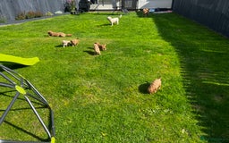 Toy Poodle dogs for sale: Gorgeous kc registered toy poodle pups  - Image 35