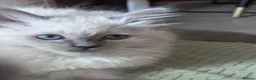 Ragdoll cats for sale: Ragkins Registered pedigree Ragdoll kittens  in Derby - Advert 6