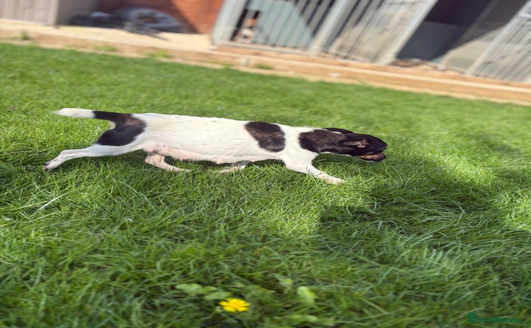 Jack Russell dogs - Advert 2