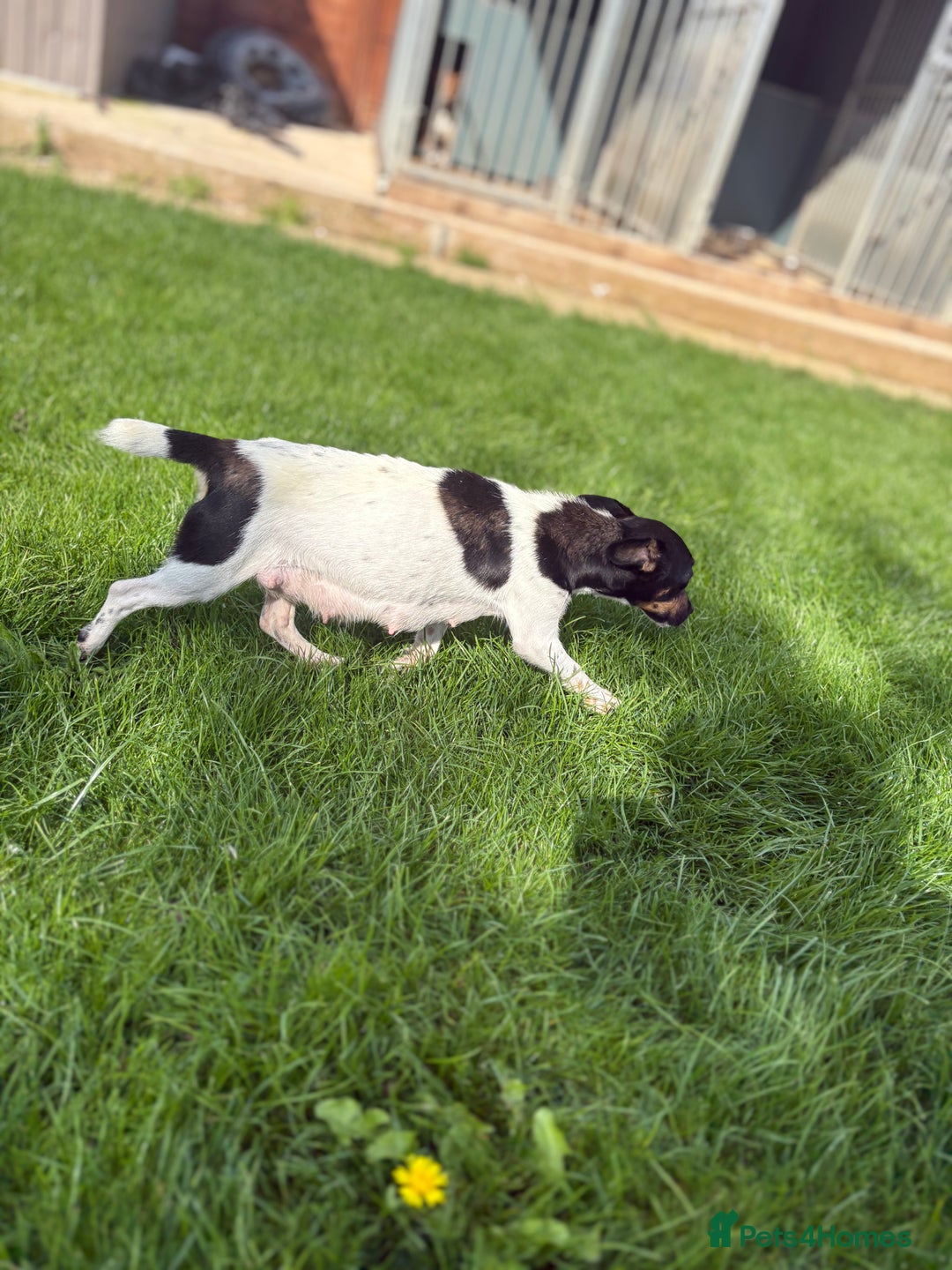 Jack Russell dogs for sale: 6 Beautiful tiny Jack Russell Puppies - Image 1